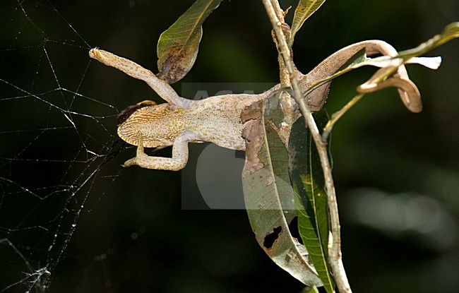 Korthoornkameleon vangt een spin, Short-horned Chameleon catches a spider stock-image by Agami/Roy de Haas,
