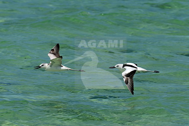Groep Krabplevieren in vlucht; Group of Crab Plovers in flight stock-image by Agami/Laurens Steijn,