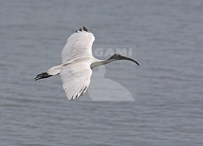 Adult Black-headed ibis (Threskiornis melanocephalus), also known as the Oriental white ibis, Indian white ibis, and black-necked ibis, in flight over a lake on Sri Lanka. stock-image by Agami/Andy & Gill Swash ,