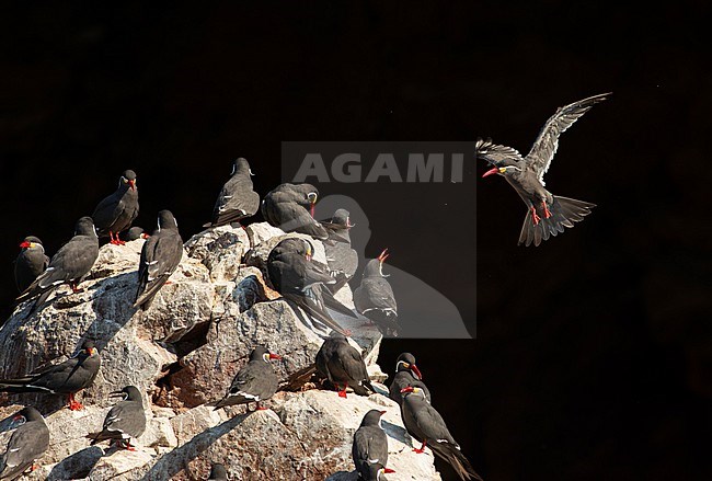 A group of Inca Terns (Larosterna Inca) perched on a rock and one Inca Tern flight in Lima, Peru, South-America. stock-image by Agami/Steve Sánchez,