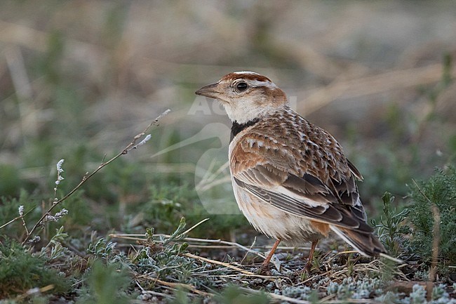 Mongolian Lark (Melanocorypha mongolica), Russia, adult stock-image by Agami/Ralph Martin,
