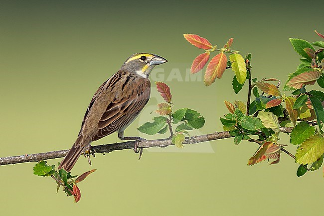 Adult male breeding
Madison Co., TX
May 2022 stock-image by Agami/Brian E Small,