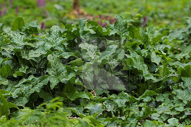 Italian Lords-and-Ladies leaves stock-image by Agami/Wil Leurs,
