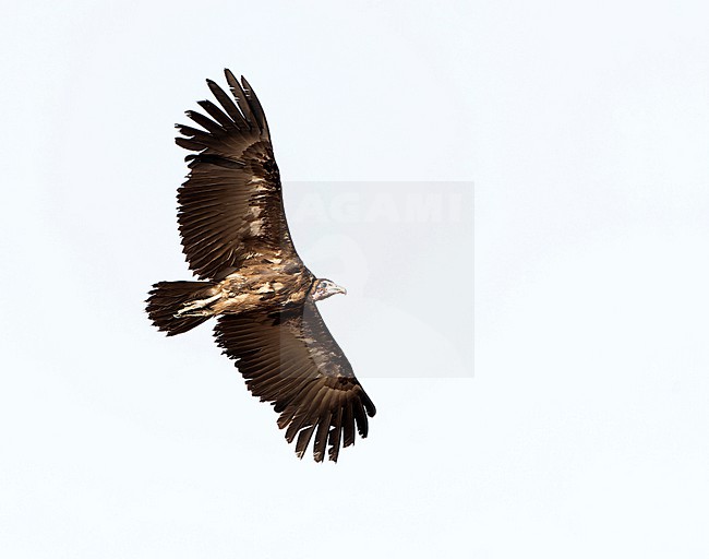 Hooded Vulture (Necrosyrtes monachus) in flight in Africa. stock-image by Agami/Dani Lopez-Velasco,