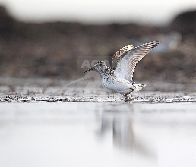 Broad-billed Sandpiper (Limicola falcinellus) with wings raised at Møn in Denmark. stock-image by Agami/Helge Sorensen,