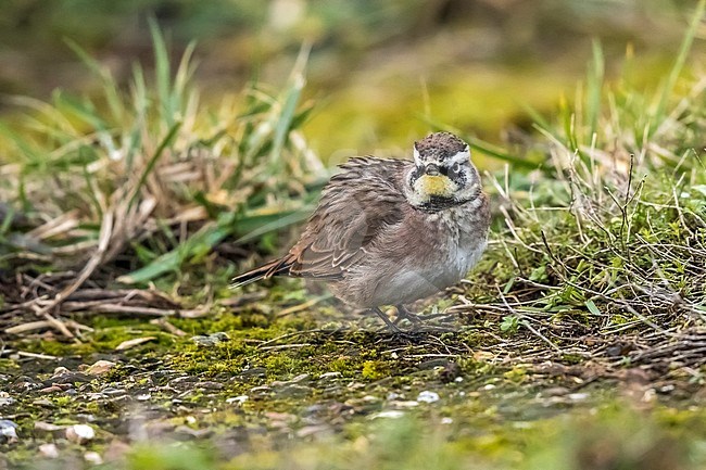 American Horned Lark sitting on the ground of Staines Reservoirs in Surrey, UK. February 4, 2018. stock-image by Agami/Vincent Legrand,