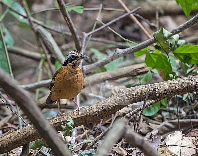 Eared Pitta, Hydrornis phayrei, in Thailand. stock-image by Agami/Pete Morris,