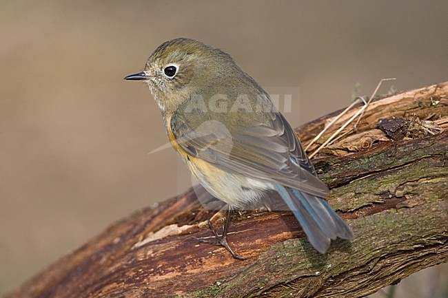 immature male Red-flanked Bluetail perched; onvolwassen man Blauwstaart zittend stock-image by Agami/Marc Guyt,