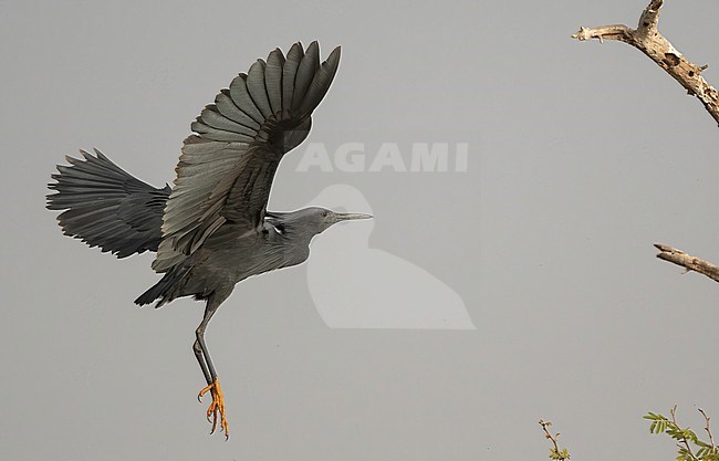 Black Heron (Egretta ardesiaca) at Djoudj NP, Senegal stock-image by Agami/Eduard Sangster,