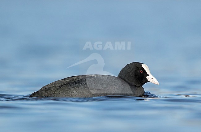 Meerkoet zwemmend in blauw; Eurasian Coot swimming in blue; stock-image by Agami/Walter Soestbergen,