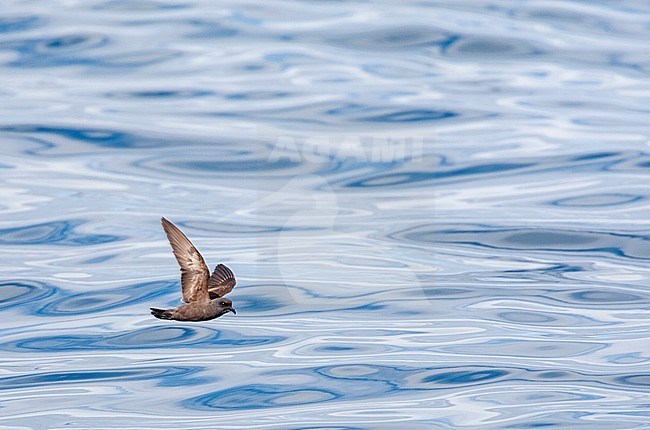 Ashy Storm Petrel (Oceanodroma homochroa) in flight over the pacific ocean off the coast of California stock-image by Agami/Marc Guyt,