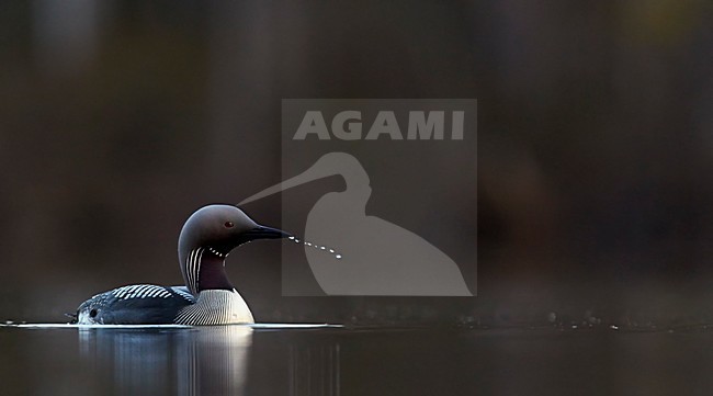 Adulte Parelduiker in zomerkleed; Adult summer Black-throated Loon stock-image by Agami/Markus Varesvuo,