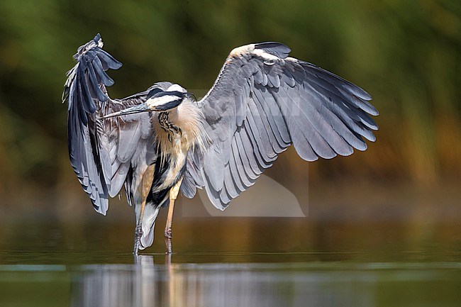 Grey Heron (Ardea cinerea) in Italy. stock-image by Agami/Daniele Occhiato,
