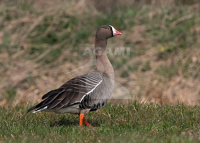Lesser White-fronted Goose (Anser erythropus) wintering in The Netherlands. Standing in a field. stock-image by Agami/Edwin Winkel,
