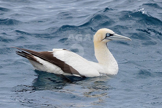 Cape Gannet (Morus capensis), side view of an adult swimming, Western Cape, South Africa stock-image by Agami/Saverio Gatto,