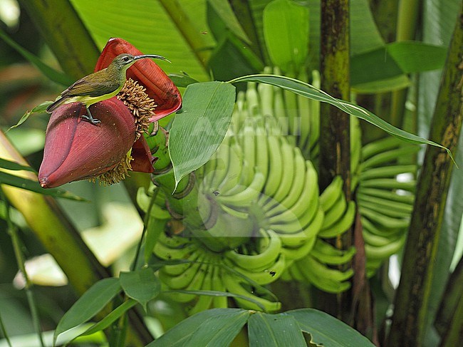Little Spiderhunter, Arachnothera longirostra, feeding on banana flower stock-image by Agami/James Eaton,