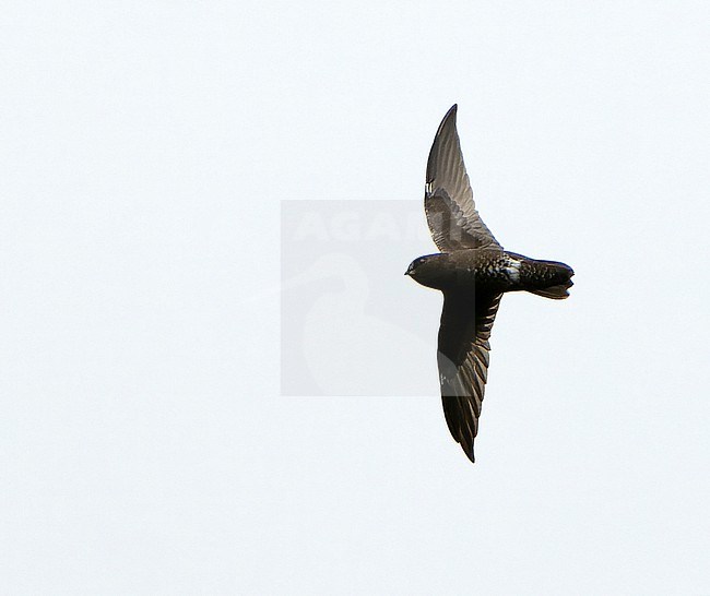 White-chinned swift (Cypseloides cryptus) in Northern Peru. stock-image by Agami/Dani Lopez-Velasco,
