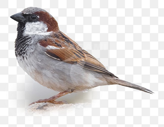 House Sparrow (Passer domesticus ssp. tingitanus) perched on a rock stock-image by Agami/Daniele Occhiato,