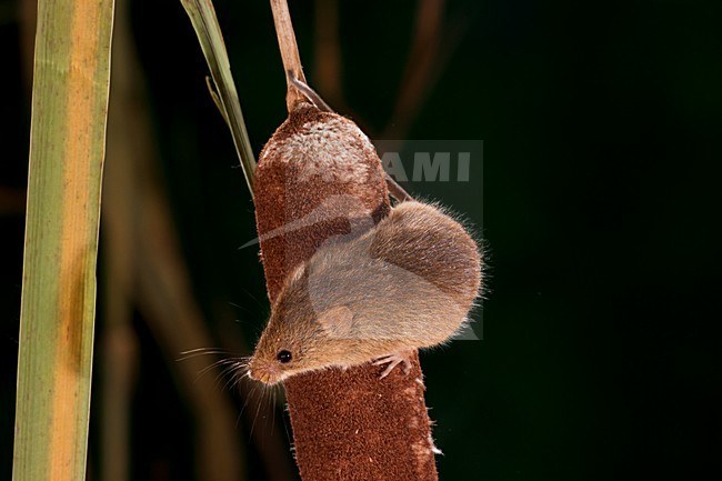 Dwergmuis in rietpluim; Harvest Mouse in reed stem stock-image by Agami/Theo Douma,