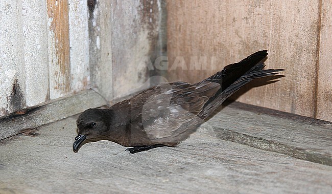 Chinees Stormvogeltje 's nachts aan boord van een expeditieschip; Swinhoe's Storm-Petrel (Oceanodroma monorhis) during the night on board of an expedition cruiseship in Indoensia. stock-image by Agami/James Eaton,