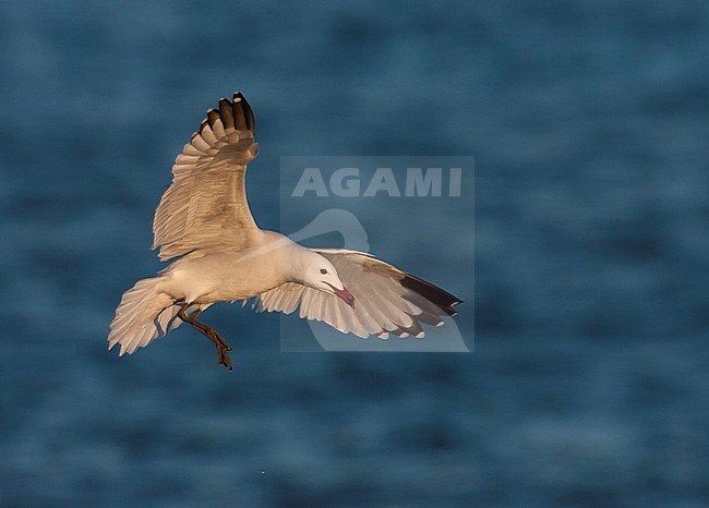 Audouin's Gull - Korallenmöwe - Larus audouinii, Spain (Mallorca), adult stock-image by Agami/Ralph Martin,