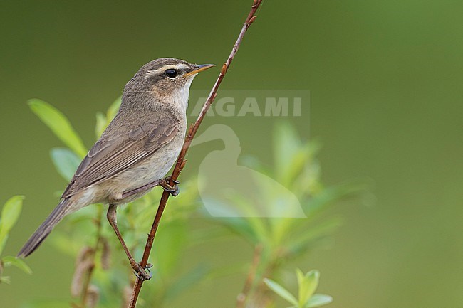 Dusky Warbler - Dunkellaubsänger -Phylloscopus fuscatus fuscatus, Russia (Baikal), adult stock-image by Agami/Ralph Martin,