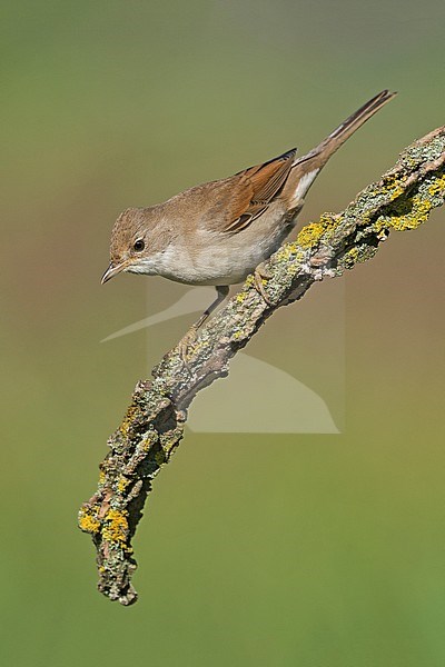 Common Whitethroat (Sylvia communis) stock-image by Agami/Alain Ghignone,