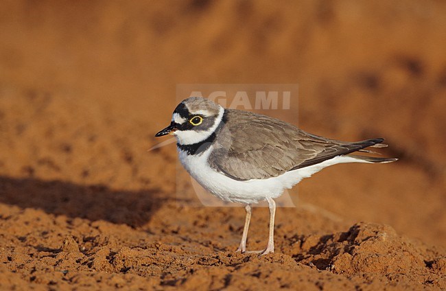 Volwassen Kleine Plevier in zomerkleed; Adult summer Little Ringed Plover stock-image by Agami/Markus Varesvuo,