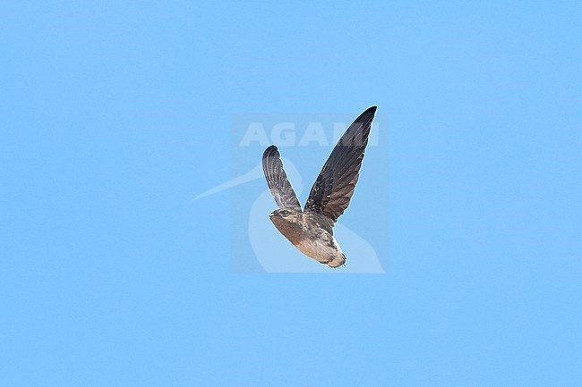 Böhm's Spinetail (Neafrapus boehmi) (aka Bat-like Spinetail) flying against a blue sky as a background, Zimbabwe stock-image by Agami/Tomas Grim,