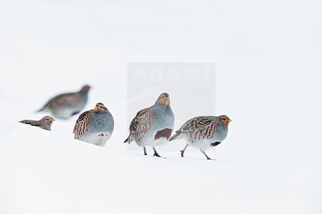 Patrijs in de sneeuw, Grey Partridge in the snow stock-image by Agami/Markus Varesvuo,