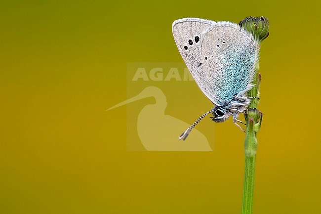 Green-underside Blue, Glaucopsyche alexis stock-image by Agami/Wil Leurs,