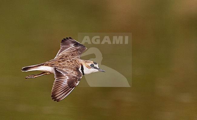 Collared Plover (Charadrius collaris) in flight stock-image by Agami/Ian Davies,