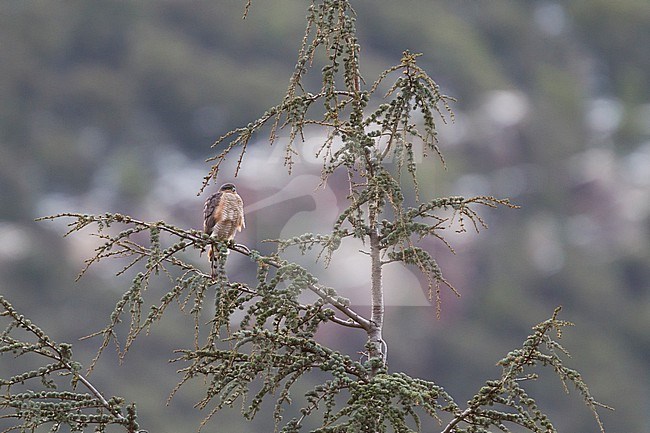 Eurasian Sparrowhawk - Sperber - Accipiter nisus ssp. punicus, Morocco, adult male stock-image by Agami/Ralph Martin,