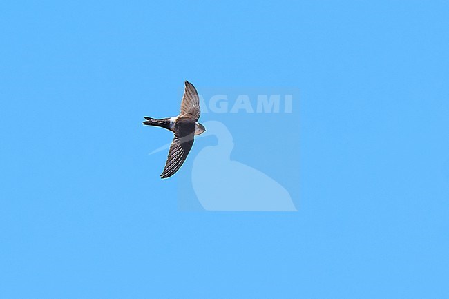 Andean Swift (Aeronautes andecolus) flying against a blue sky as a background, Andes of Bolivia stock-image by Agami/Tomas Grim,