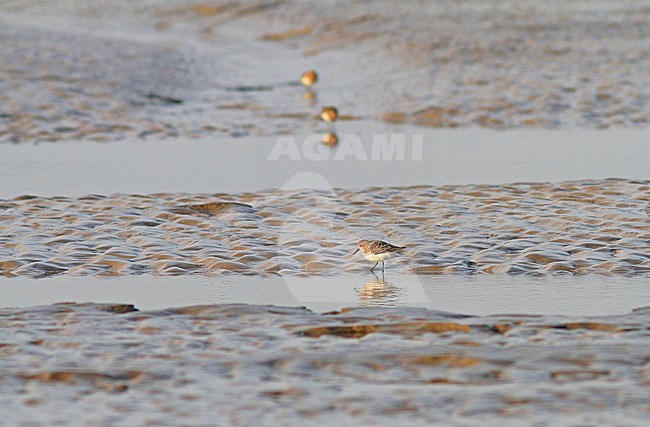 Foeragerende Lepelbekstrandloper; Foraging Spoon-billed Sandpiper stock-image by Agami/Pete Morris,