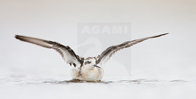 Eerste winter Grauwe Franjepoot; First winter Red-necked Phalarope stock-image by Agami/Menno van Duijn,