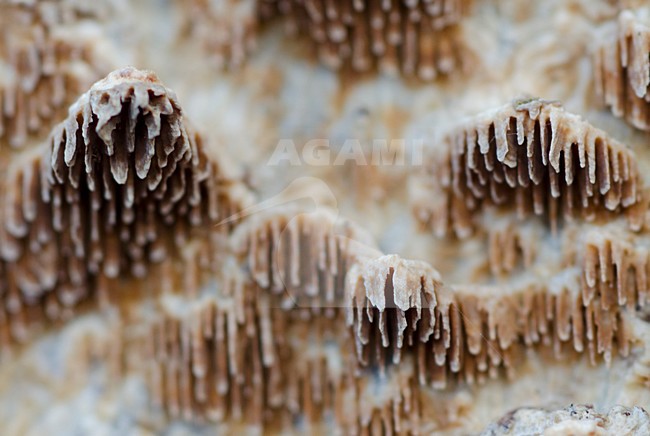 Detail van paddestoelen, Detail of fungi stock-image by Agami/Rob de Jong,