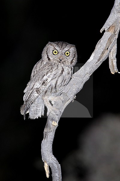 Adult Western Screech Owl (Megascops kennicottii)
Riverside Co., California, USA
April 2017 stock-image by Agami/Brian E Small,