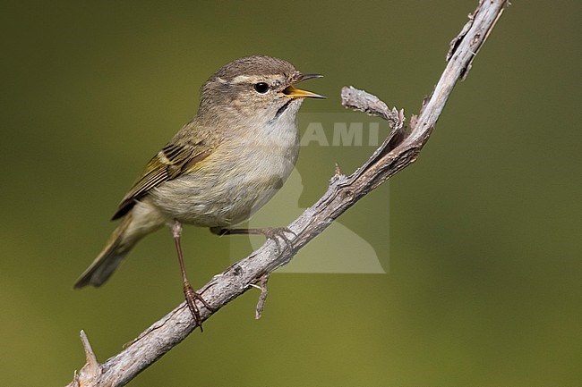 Humes Bladkoning, Hume's Leaf Warbler, Phylloscopus humei stock-image by Agami/Daniele Occhiato,