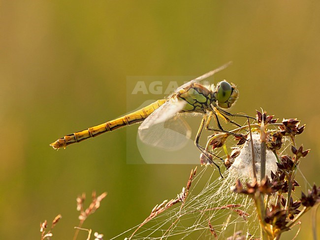 Vrouwtje Steenrode heidelibel, Female Sympetrum vulgatum stock-image by Agami/Wil Leurs,