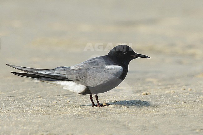 Adult American Black Tern (Chlidonias niger surinamensis) in breeding plumage resting on a beach in Galveston County, Texas, in April 2016. stock-image by Agami/Brian E Small,