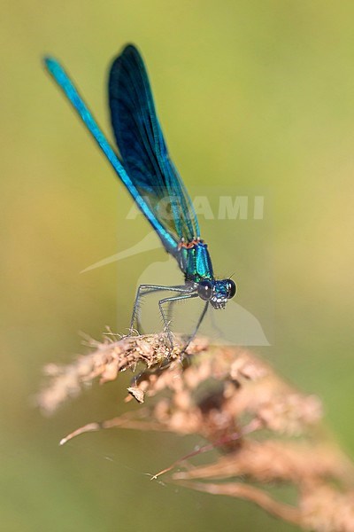 Banded demoiselle, adult male perched, Campania, Italy (Calopteryx splendens) stock-image by Agami/Saverio Gatto,