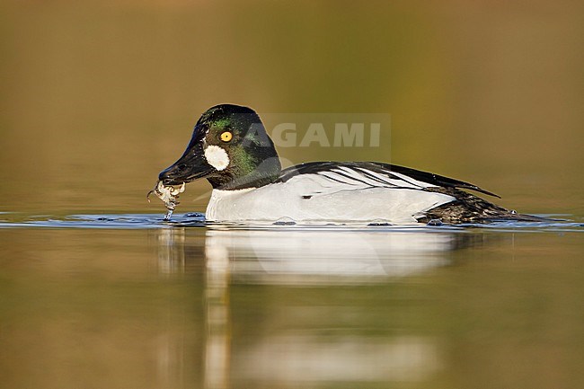 Common Goldeneye (Bucephala clangula) swimming on a pond near Victoria, BC, Canada. stock-image by Agami/Glenn Bartley,