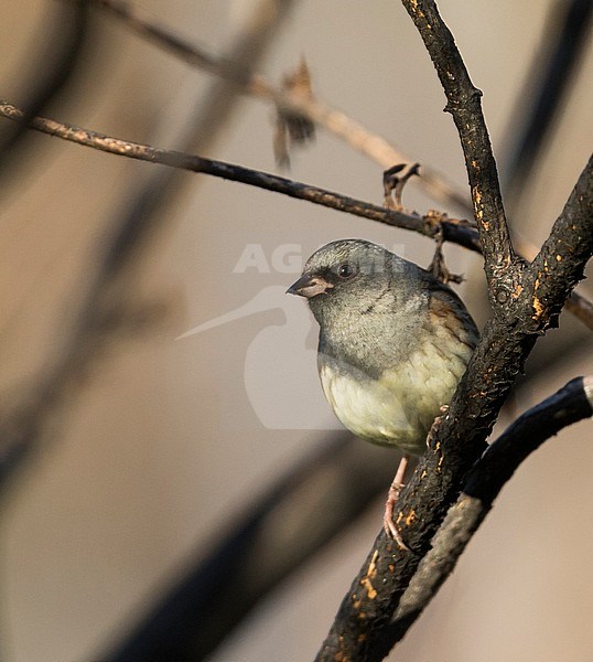 Black-faced Bunting - Maskenammer - Emberiza spodocephala ssp. spodocephala, Russia (Baikal), adult male stock-image by Agami/Ralph Martin,