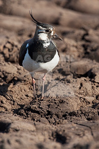 Kievit op kale akker, Northern Lapwing on farmland stock-image by Agami/Wil Leurs,