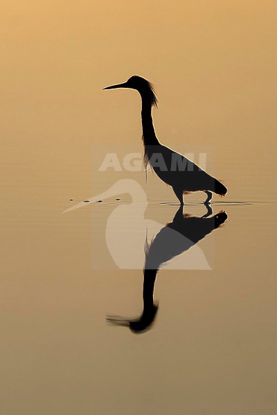 Snowy Egret (Egretta thula) hunting in morning light in Florida USA. stock-image by Agami/Marcel Burkhardt,