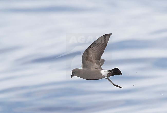 Wilson's Storm Petrel (Oceanites oceanicus) in flight over the atlantic ocean surface off Madeira. stock-image by Agami/Marc Guyt,