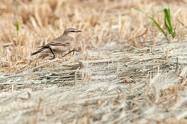 Isabelline Wheatear (Oenanthe isabelline) during spring migration in Israel, running on the ground. stock-image by Agami/Marc Guyt,