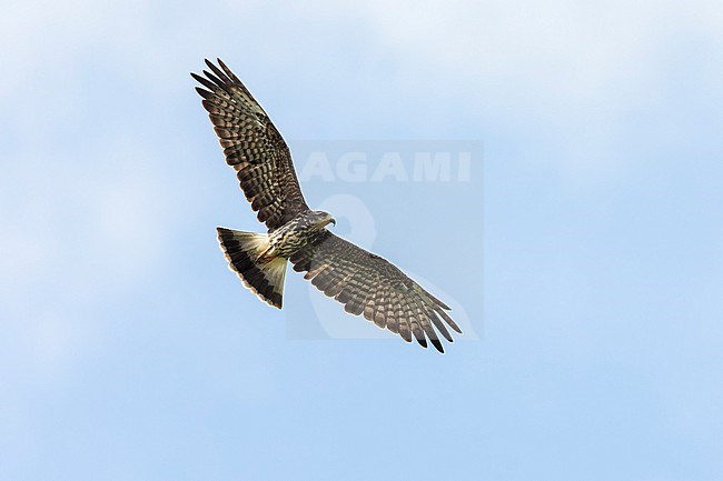 Juvenile Snail Kite soaring. stock-image by Agami/Jacob Garvelink,