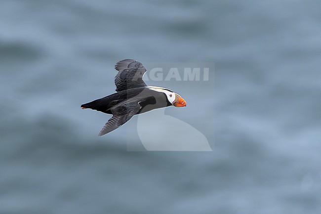 Tufted Puffin (Fratercula cirrhata) on St Paul island, Alaska, United States. stock-image by Agami/Dani Lopez-Velasco,